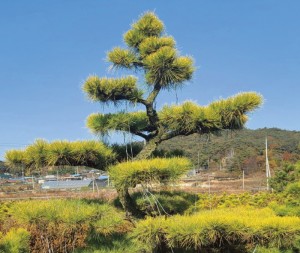 나무랑베리랑